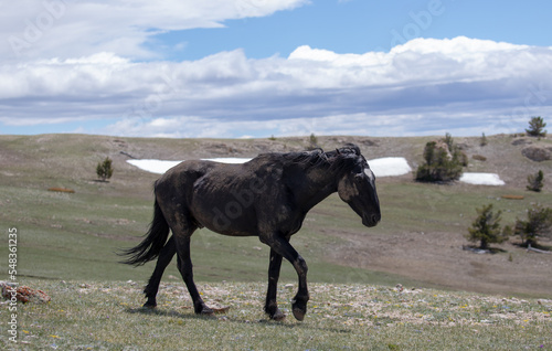 Mud and dirt covered Black stallion walking on mountain ridge in the western United States