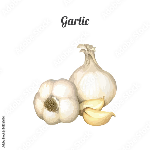 Garlic. Hand drawn watercolor painting on white background. Vector illustration