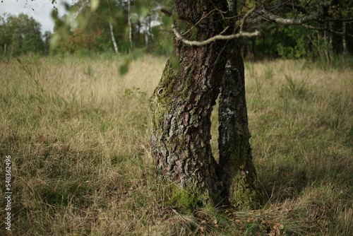 Lower part of a tree with a rough bark