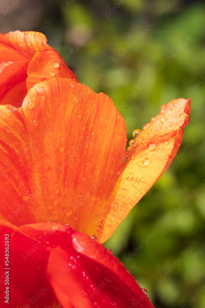 Orange and red tulip with dewdrops, close-up