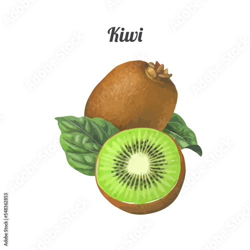 Watercolor hand drawn kiwi fruit and its parts isolated on white background. Vector illustration
