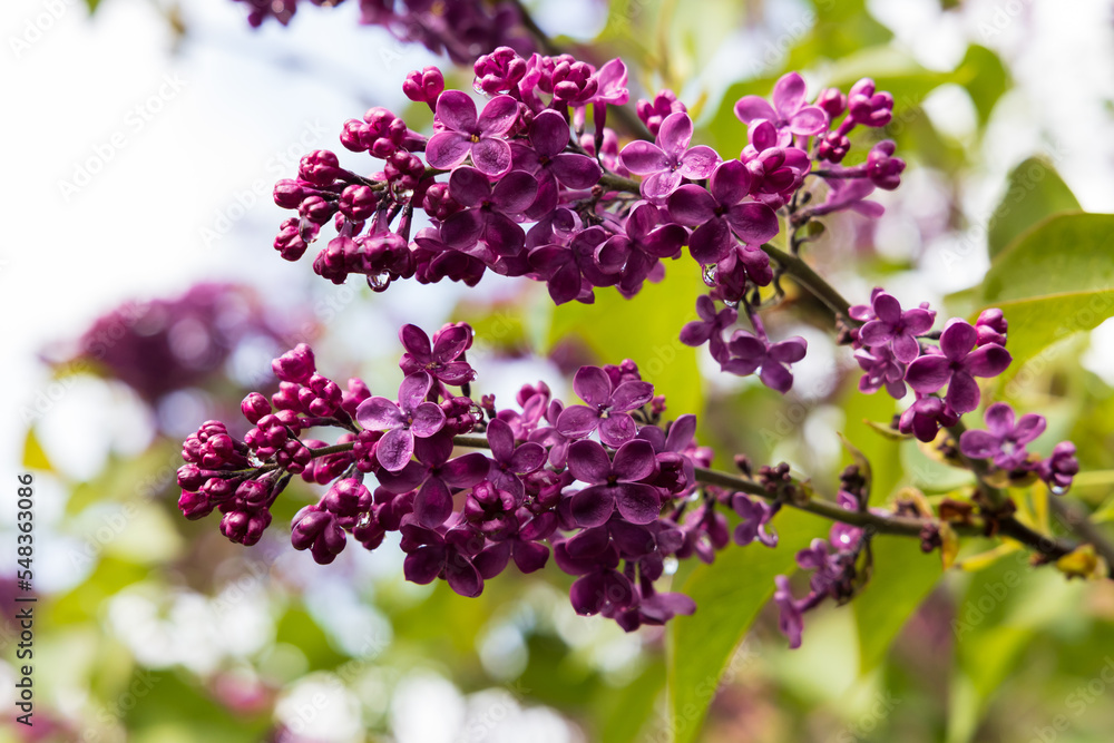 Purple lilac bush flowers close-up Purple lilac bush flowers close-up
