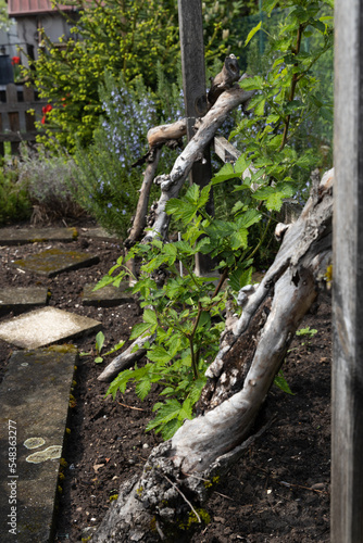 Wooden trellis in the garden with green vine growing up