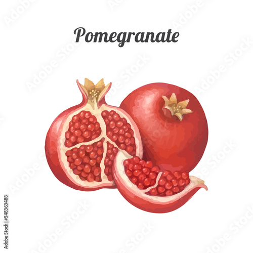 Hand drawn watercolor painting on white background. Vector illustration of fruit pomegranate