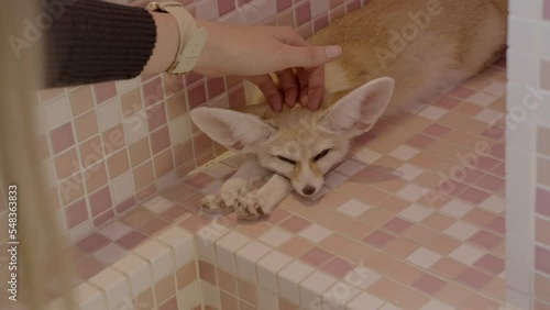 This close up video shows an anonymous hand petting a fennec fox who is laying on pink tile. photo