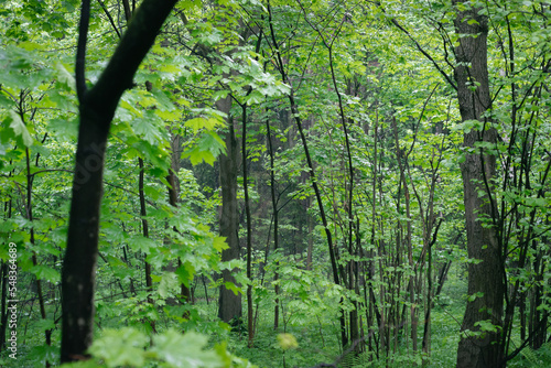 green forest in a rainy spring day