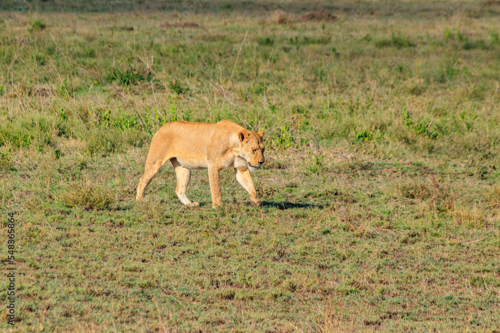 Lioness (Panthera leo) walking in savannah in Serengeti national park, Tanzania Lioness (Panthera leo) walking in savannah in Serengeti national park, Tanzania