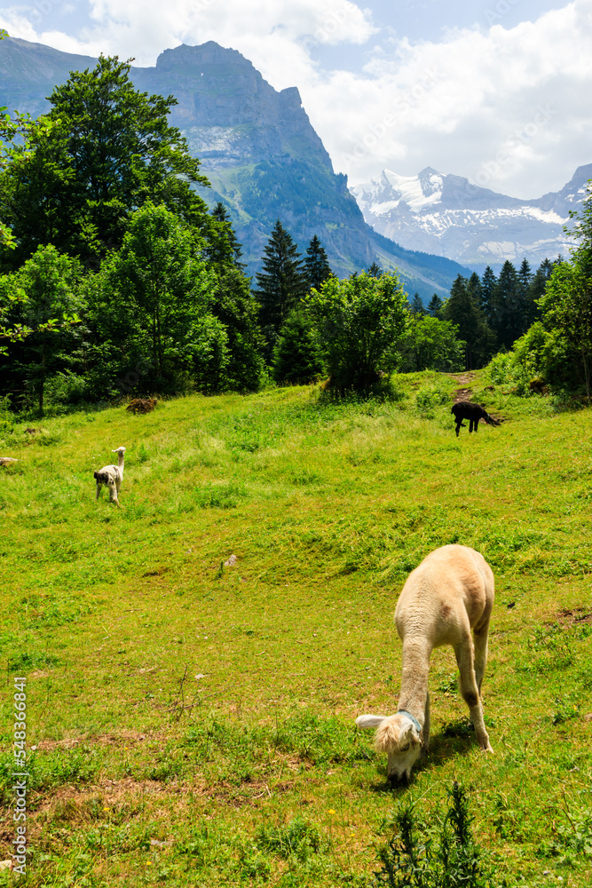 Naklejka premium Alpaca grazing in green alpine meadow in Switzerland