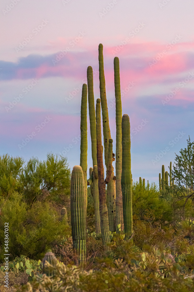 saguaro cactus in Tucson Arizona