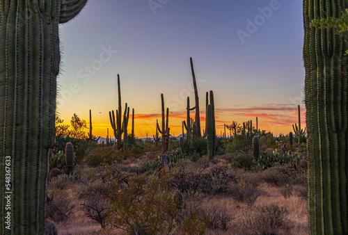 sunset in the desert © Denise