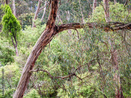 Winter Gum