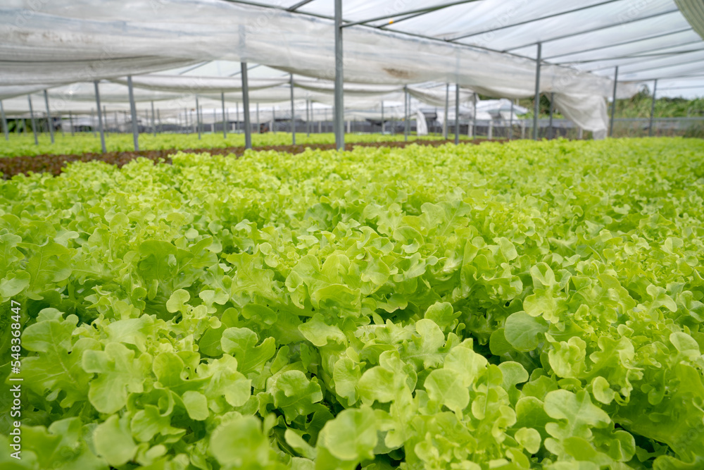 red and green oak lettuce field in agriculture farm for background organic hydroponic plantation produce green salad hydroponic cultivate the farm. Green oak lettuce salad in green Organic plantation red and green oak lettuce field in agriculture farm for background organic hydroponic plantation produce green salad hydroponic cultivate the farm. Green oak lettuce salad in green Organic plantation