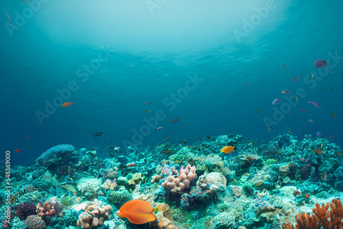 colorful coral reef in the ocean