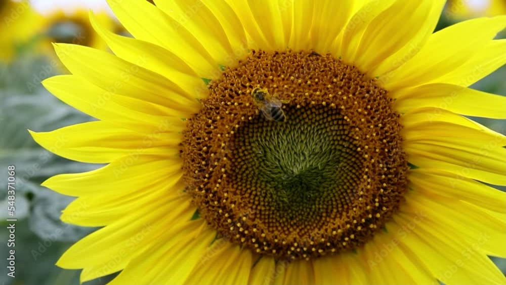 A bumblebee collects nectar on a sunflower in the middle of a sunflower field A bumblebee collects nectar on a sunflower in the middle of a sunflower field