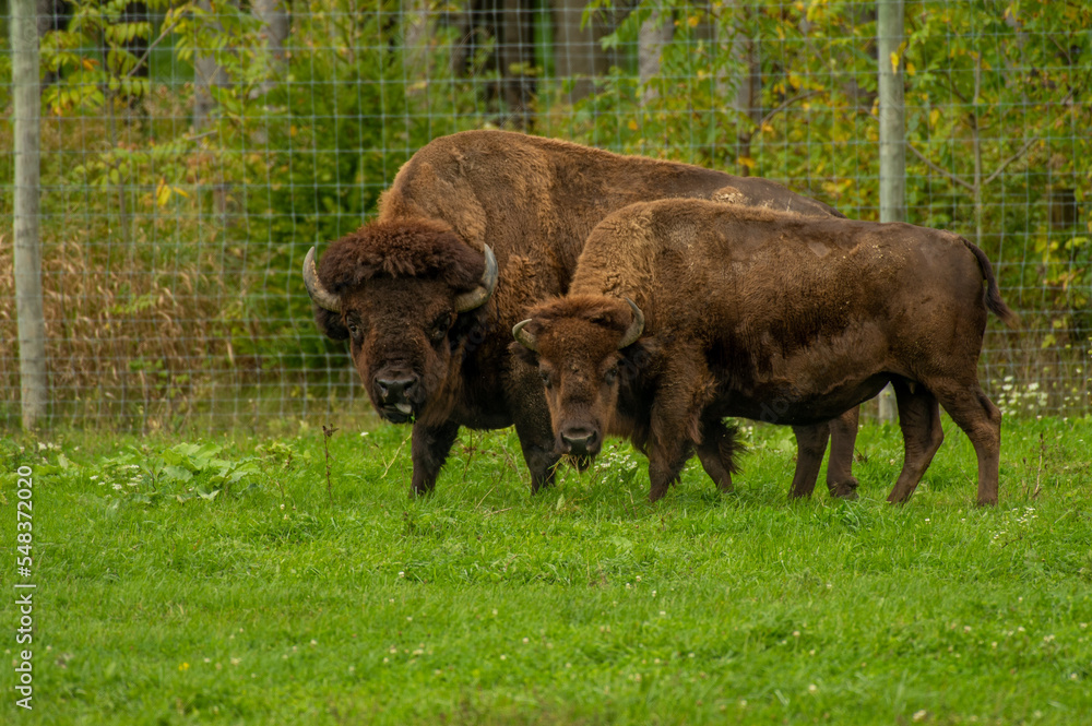 Male and Female Bison
