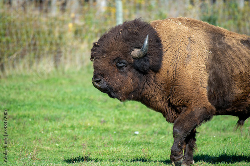 Bison Profile