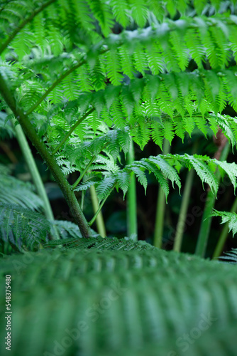 Tropical ferns are glowing well in a greenhouse.