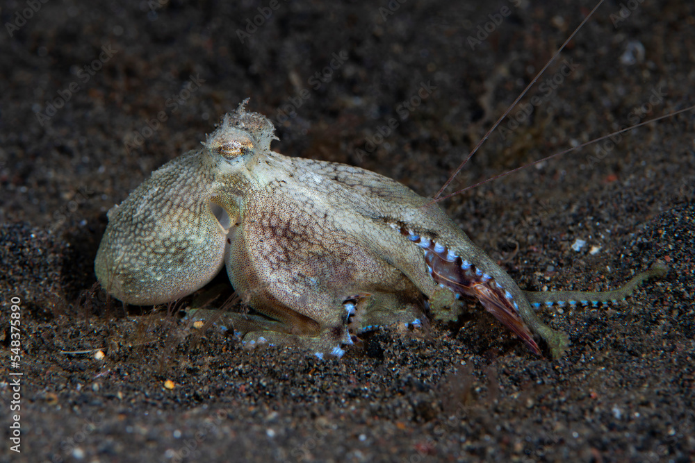 Coconut Octopus - Amphioctopus marginatus feeds on a shrimp. Underwater night life of Tulamben, Bali, Indonesia.