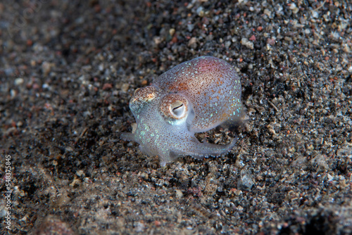Berry's bobtail squid - Euprymna berryi on the seabed. Underwater night life of Tulamben, Bali, Indonesia. 