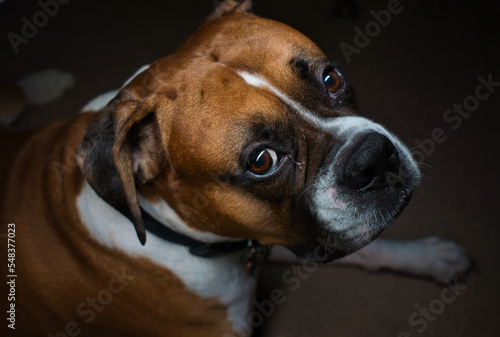 Boxer Dog laying down moody tone