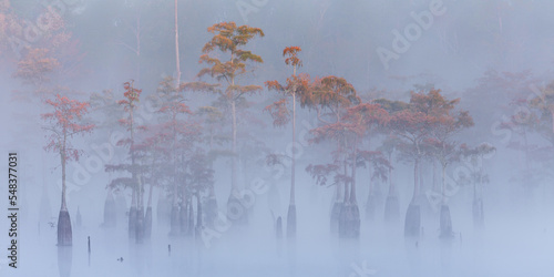 Foggy morning at Cypress Swamp