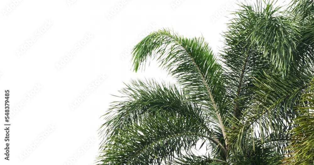 Green plants viewed from below with soft sunlight in spring. Green plants viewed from below with soft sunlight in spring.