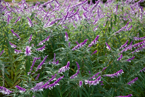 Mexican bush sage (Salvia leucantha)