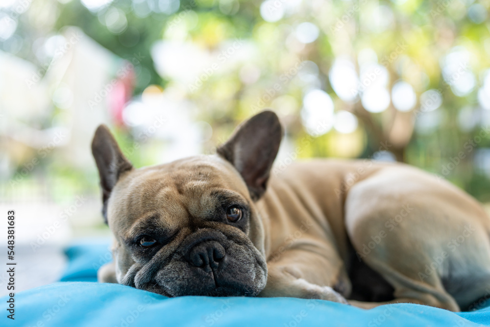 lying french bulldog lying on pillow.