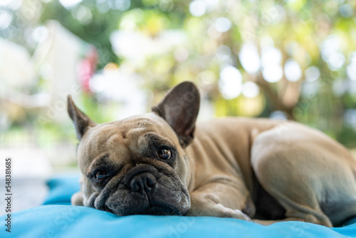 Cute French bulldog lying on blue pillow looking at camera. © tienuskin