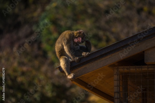Photography This image shows a young macaque monkey sitting in a silly pose on the top of a traditional edo style building