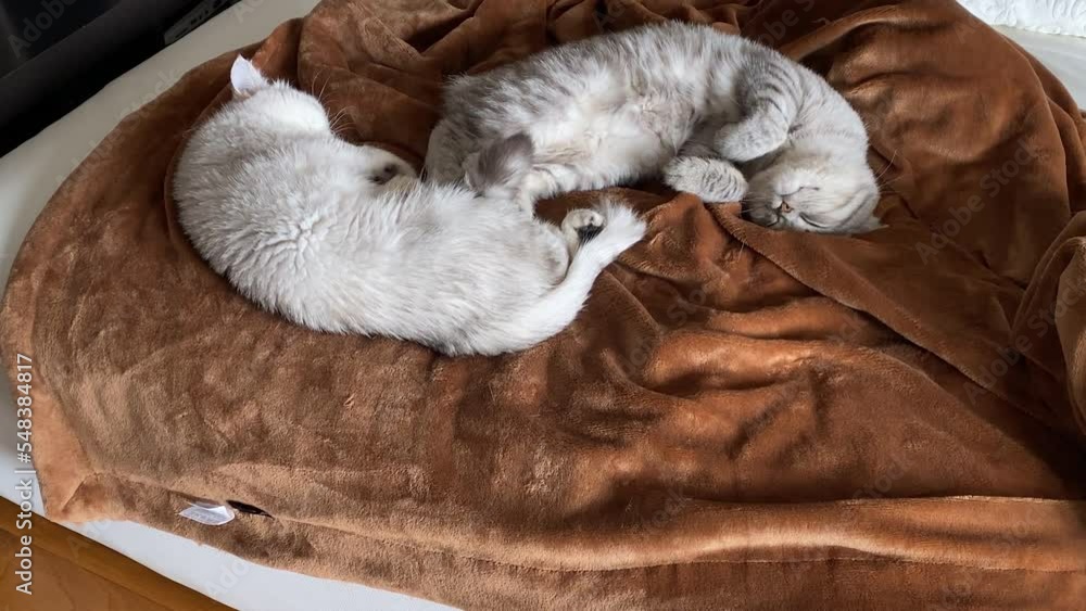 Close-up portrait of a gray cats sleeping on the brown sofa. Close-up portrait of a gray cats sleeping on the brown sofa.