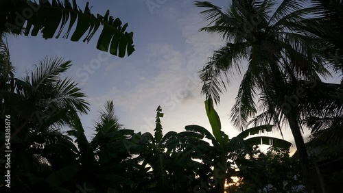 silhouette of trees in sunrise 