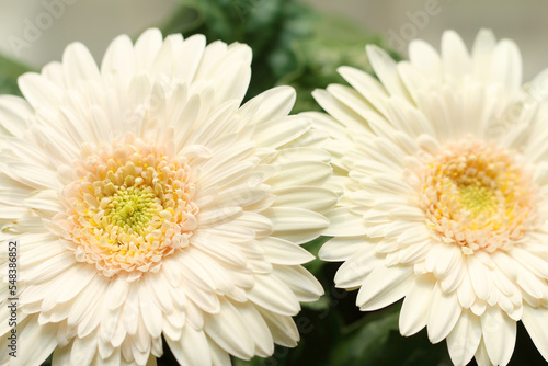 close up of white african daisy