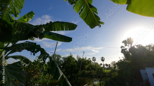 trees in the morning