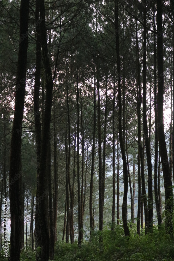 Naklejka premium Pine forest with portrait angle for nature background