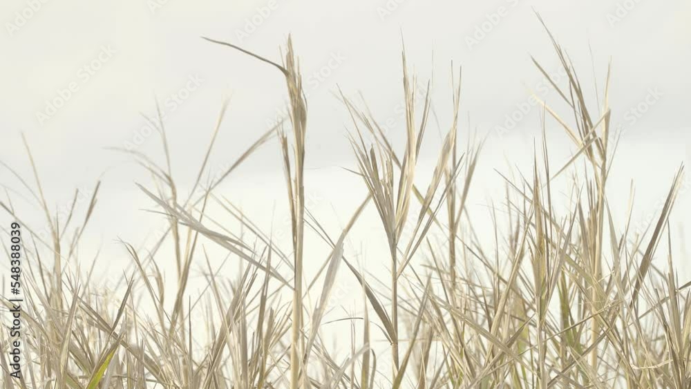 Close up of the very tops of tall dried water front grasses and reeds now dry and brown in the winter months with seed pods holding grain at the top of the stem, light and ready to be wind dispersed Close up of the very tops of tall dried water front grasses and reeds now dry and brown in the winter months with seed pods holding grain at the top of the stem, light and ready to be wind dispersed
