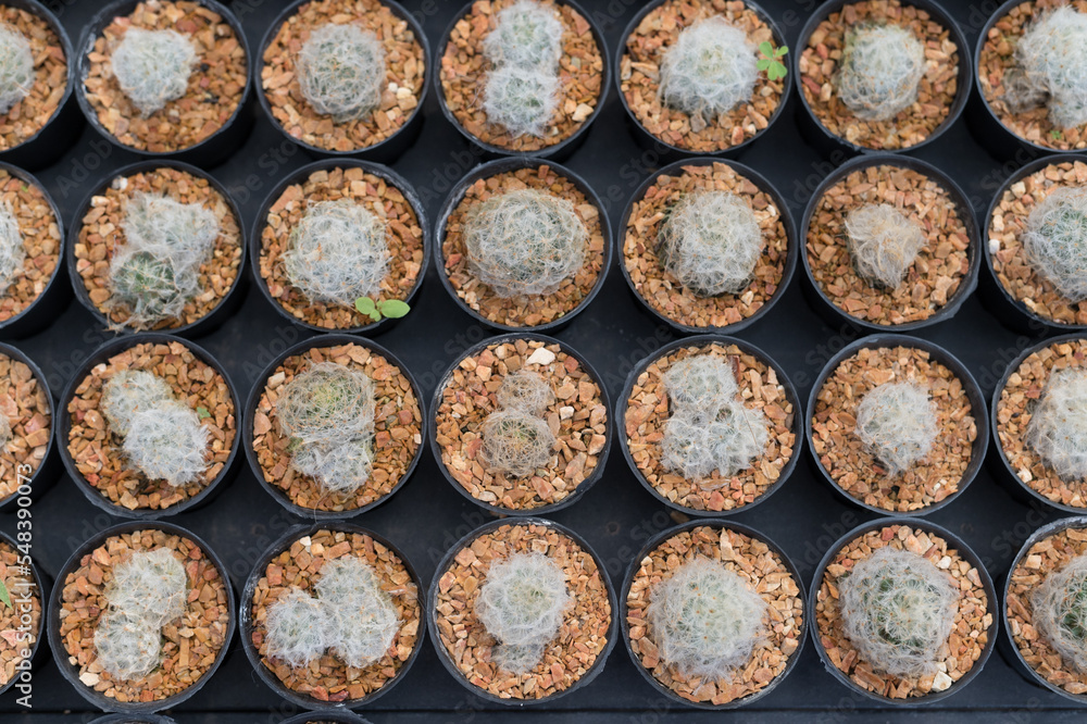 Miniature cactus pot decorate in the garden, various types beautiful cactus market or cactus farm Miniature cactus pot decorate in the garden, various types beautiful cactus market or cactus farm