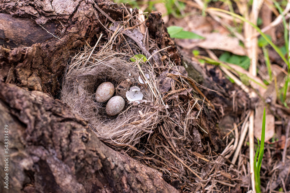 Nest with eggs Nest with eggs
