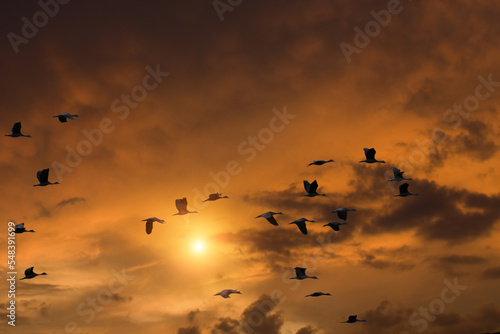 Image of a flock of teal birds flying in a cloudy sky in the morning. © Warawut