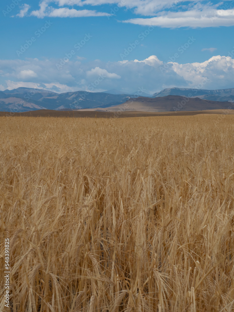 Sunlit Golden Wheat Field with Rocky Mountains in the Distance