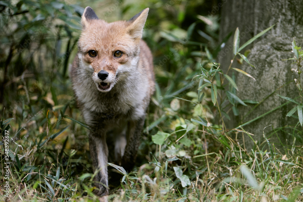 Fototapeta premium ホンドギツネ