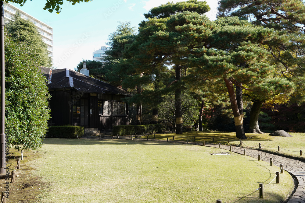 Obraz premium 公園の松