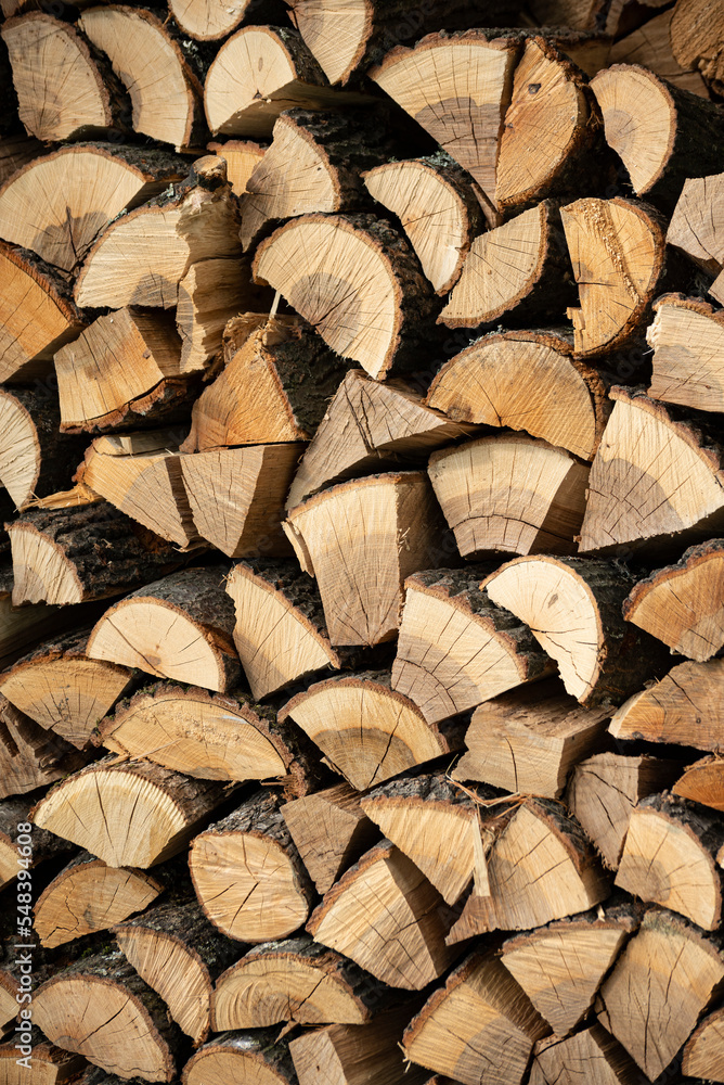 Wooden texture. Chopped oak woods texture. Oak tree chopped. 