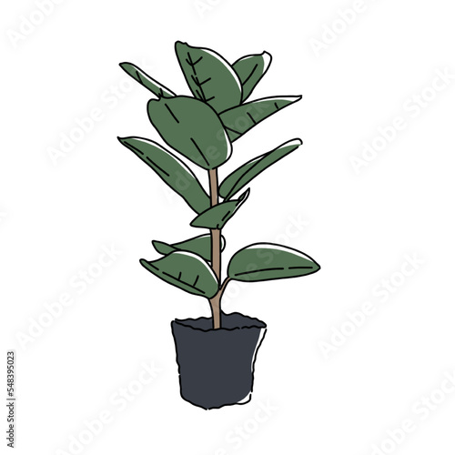 houseplant hand drawn illustration