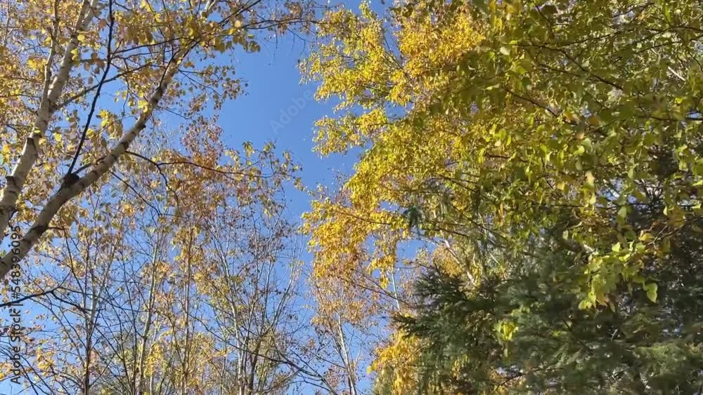 Looking Up Into Tall Trees In Fall - low angle Looking Up Into Tall Trees In Fall - low angle
