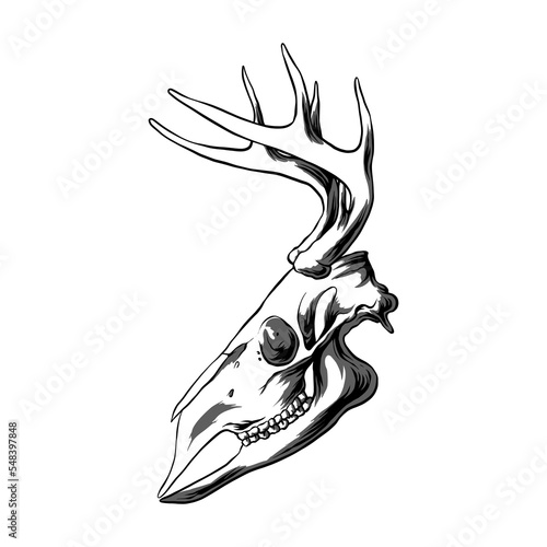 Deer head skull vector illustration