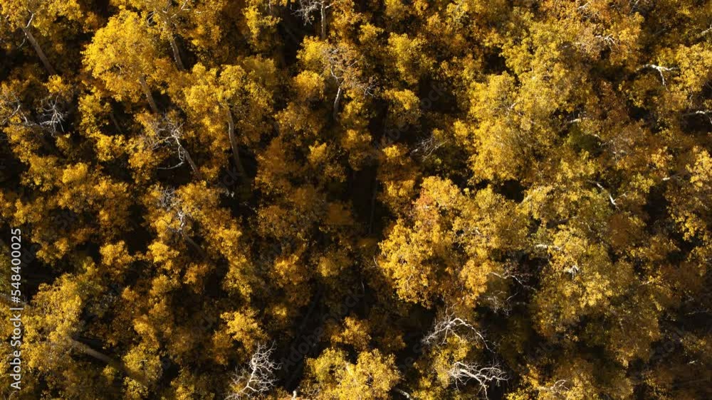 Aerial flyover view directly above quaking aspen trees / Boulder, Utah, United States Aerial flyover view directly above quaking aspen trees / Boulder, Utah, United States