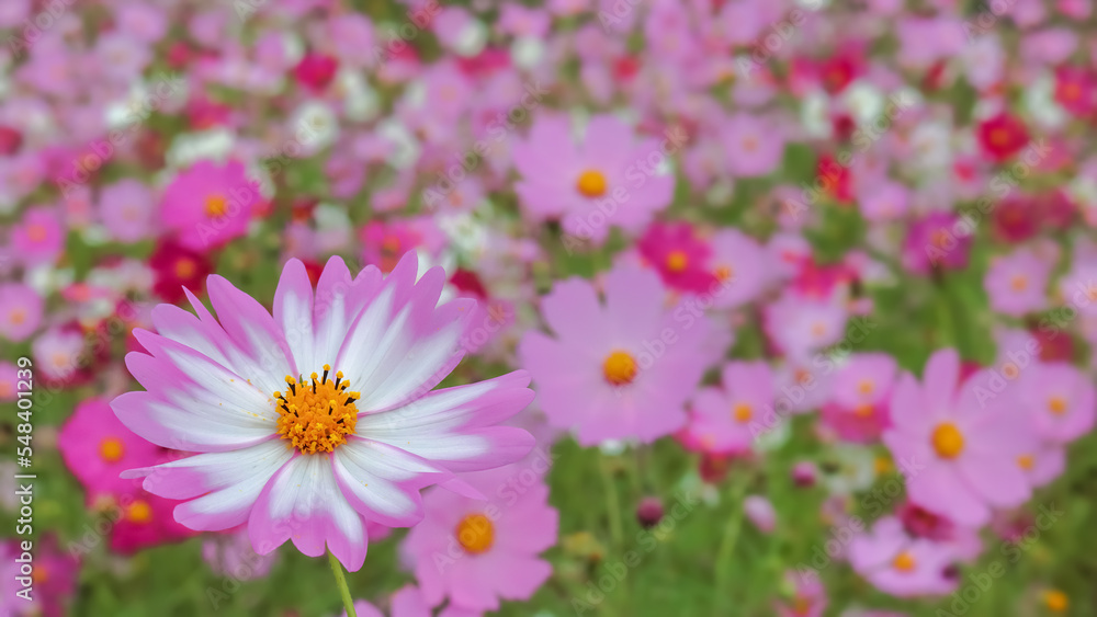 Obraz premium コスモスの花（Cosmos flower）
