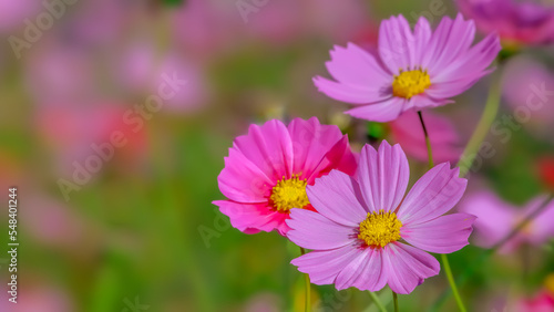                      Cosmos flower   