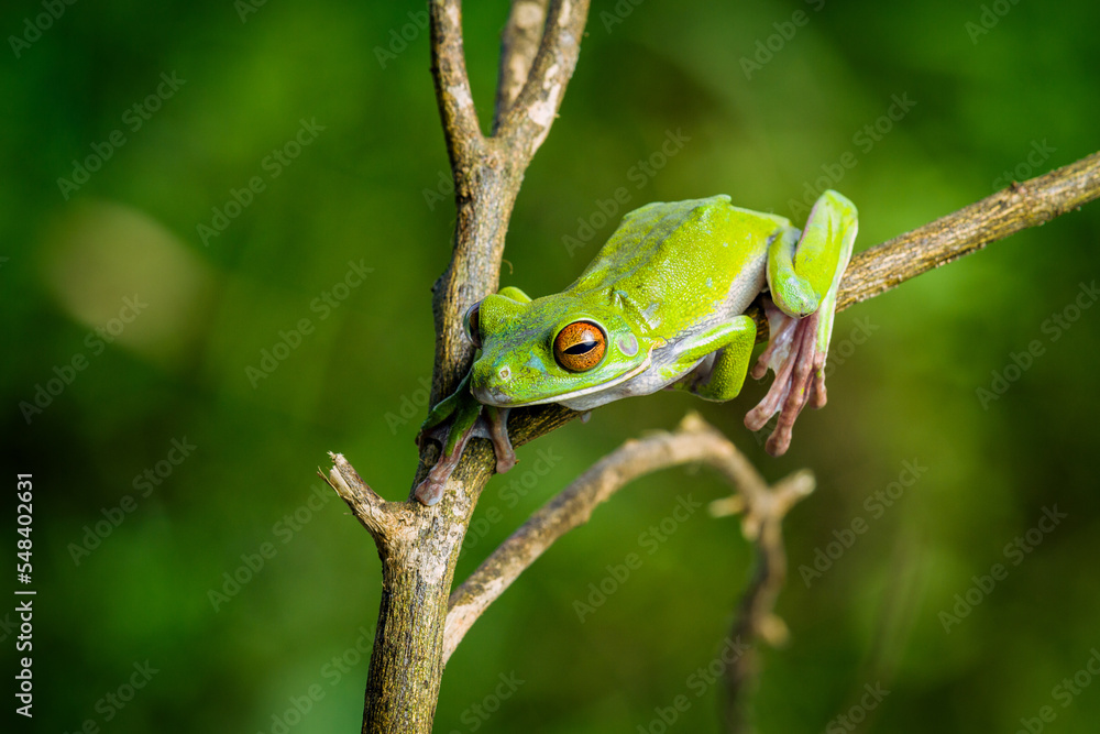 White lipped tree frog on branch, tree frog on branch, animal closeup White lipped tree frog on branch, tree frog on branch, animal closeup